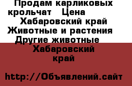 Продам карликовых крольчат › Цена ­ 1 000 - Хабаровский край Животные и растения » Другие животные   . Хабаровский край